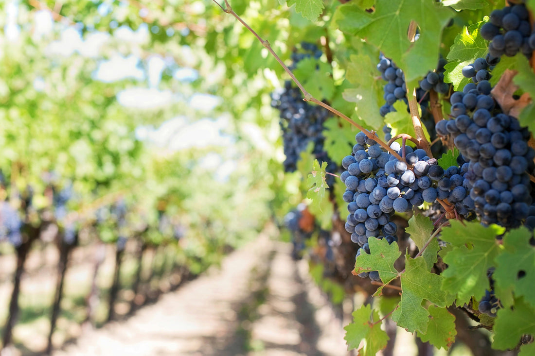 resveratrol